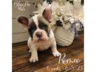 French Bulldog Puppy for sale in Navarre, FL, USA