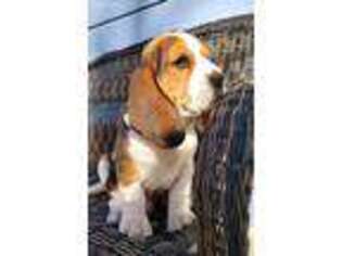 Beagle Puppy for sale in Commerce City, CO, USA