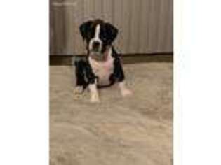 Boxer Puppy for sale in Dartmouth, MA, USA