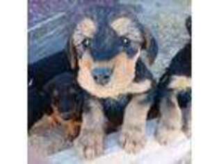Airedale Terrier Puppy for sale in Mcintosh, NM, USA