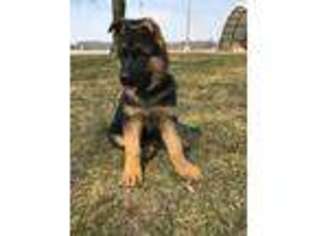German Shepherd Dog Puppy for sale in Centreville, MI, USA