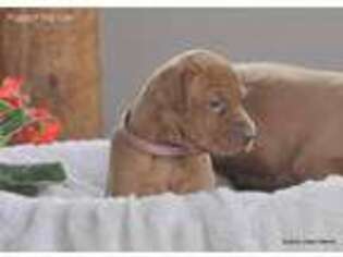 Vizsla Puppy for sale in Monona, IA, USA