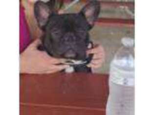 French Bulldog Puppy for sale in Oakwood, IL, USA
