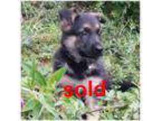 German Shepherd Dog Puppy for sale in RENTON, WA, USA
