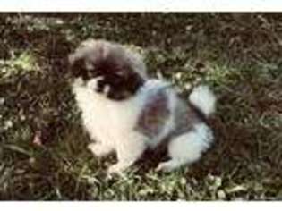 Tibetan Spaniel Puppy for sale in Emmett, MI, USA