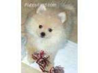 Pomeranian Puppy for sale in Saint Francisville, LA, USA