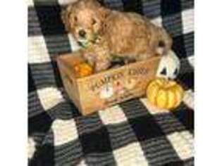 Cavapoo Puppy for sale in Modesto, CA, USA