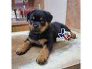 Rottweiler Puppy for sale in Duncanville, TX, USA