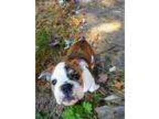 Bulldog Puppy for sale in Exeter, NH, USA
