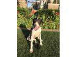 German Shorthaired Pointer Puppy for sale in Avondale, AZ, USA