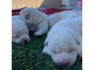 Shiba Inu Puppy for sale in Tulare, CA, USA