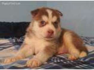 Mutt Puppy for sale in Middletown, MO, USA