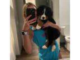 Bernese Mountain Dog Puppy for sale in Wentzville, MO, USA