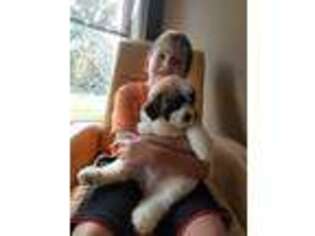 Saint Berdoodle Puppy for sale in Batavia, OH, USA