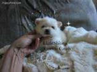 Pomeranian Puppy for sale in Rapid City, SD, USA