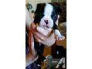 Boston Terrier Puppy for sale in MALIN, OR, USA