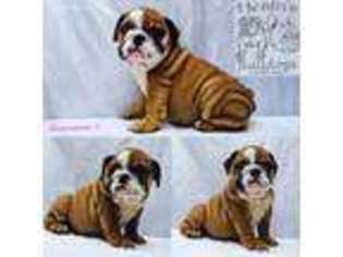 Bulldog Puppy for sale in Worcester, MA, USA