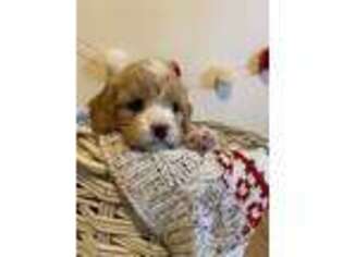Cavapoo Puppy for sale in Knoxville, TN, USA