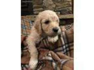 Goldendoodle Puppy for sale in Homer, GA, USA