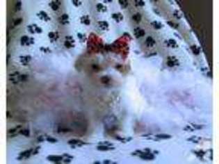 Maltese Puppy for sale in COWETA, OK, USA