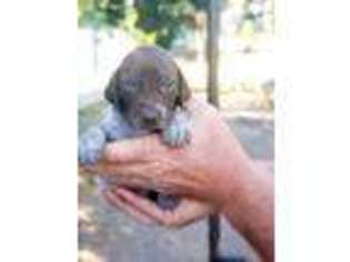 German Shorthaired Pointer Puppy for sale in Monroe, UT, USA