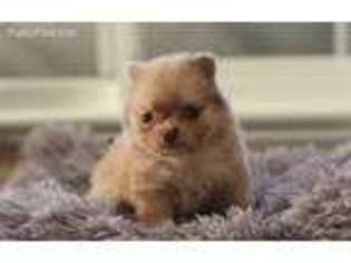 Pomeranian Puppy for sale in North Highlands, CA, USA