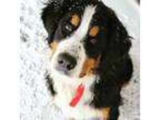 Bernese Mountain Dog Puppy for sale in Tipton, MO, USA