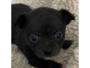 Chihuahua Puppy for sale in Killingworth, CT, USA