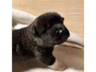 Akita Puppy for sale in Nashville, IN, USA