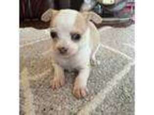 Chihuahua Puppy for sale in Braymer, MO, USA