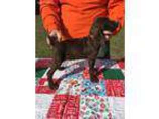 German Shorthaired Pointer Puppy for sale in Baxley, GA, USA
