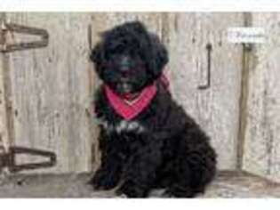 Portuguese Water Dog Puppy for sale in Kansas City, MO, USA