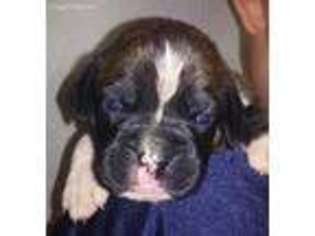 Boxer Puppy for sale in Riverside, WA, USA