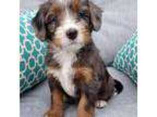 Mutt Puppy for sale in Fort Dodge, IA, USA