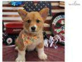Shiba Inu Puppy for sale in Saint George, UT, USA