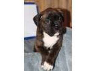 Boxer Puppy for sale in Blanchester, OH, USA