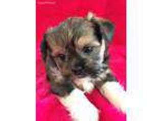 Shorkie Tzu Puppy for sale in Peyton, CO, USA
