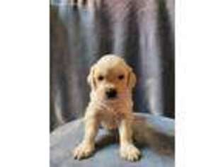 Golden Retriever Puppy for sale in Louisville, KY, USA