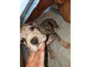 Great Dane Puppy for sale in Wasco, CA, USA