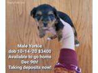 Yorkshire Terrier Puppy for sale in Tucson, AZ, USA