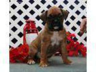 Boxer Puppy for sale in Kirkwood, PA, USA