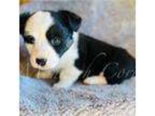 Cardigan Welsh Corgi Puppy for sale in Keenesburg, CO, USA