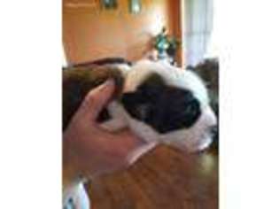 Saint Bernard Puppy for sale in Horse Shoe, NC, USA