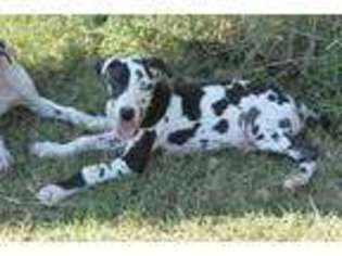 Great Dane Puppy for sale in Sylvia, KS, USA