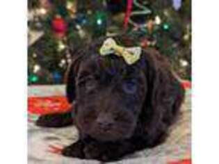 Labradoodle Puppy for sale in Ada, OK, USA