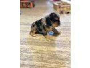 Cocker Spaniel Puppy for sale in Jacksonville, TX, USA