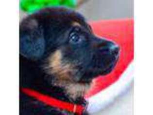 German Shepherd Dog Puppy for sale in San Marcos, TX, USA