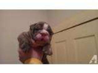 Olde English Bulldogge Puppy for sale in RALEIGH, NC, USA