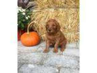 Goldendoodle Puppy for sale in Manheim, PA, USA