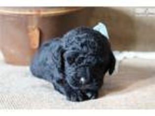 Labradoodle Puppy for sale in Hinesville, GA, USA
